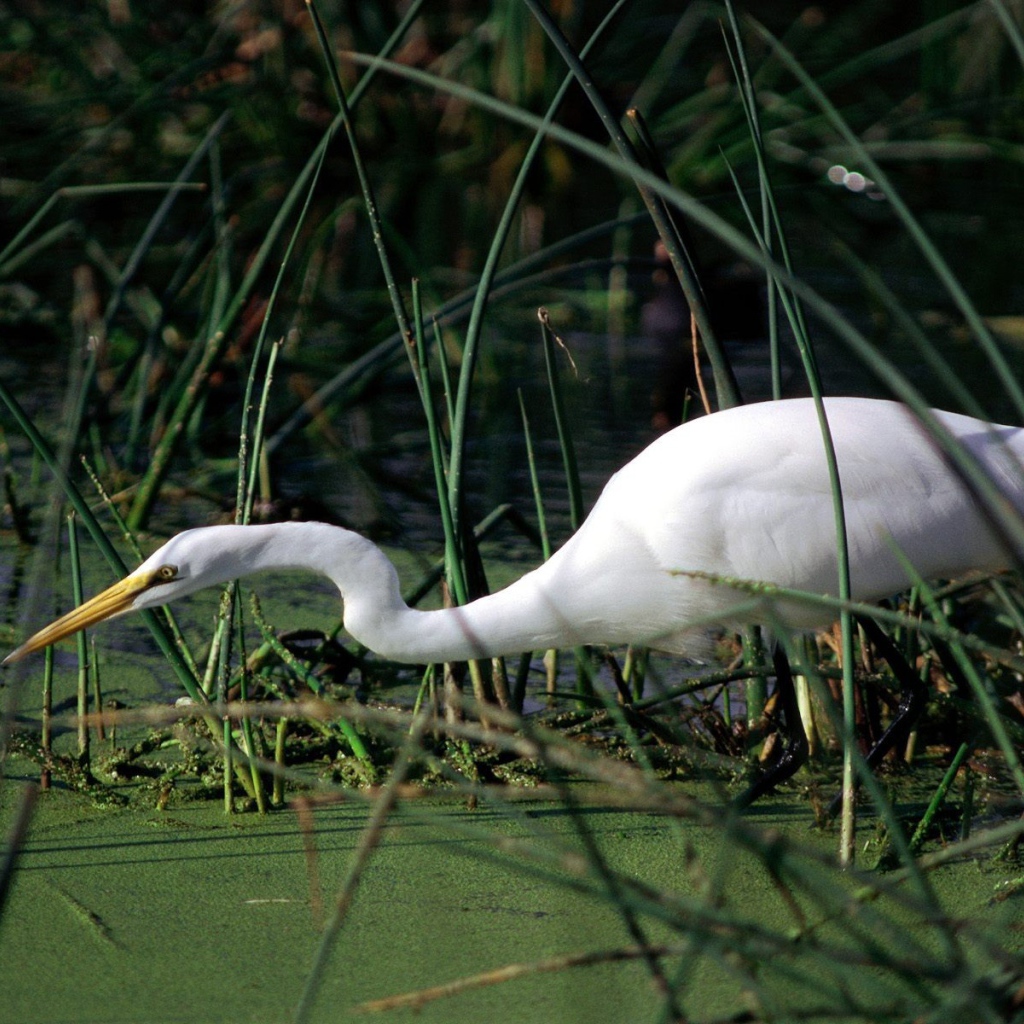 Журавль в болоте