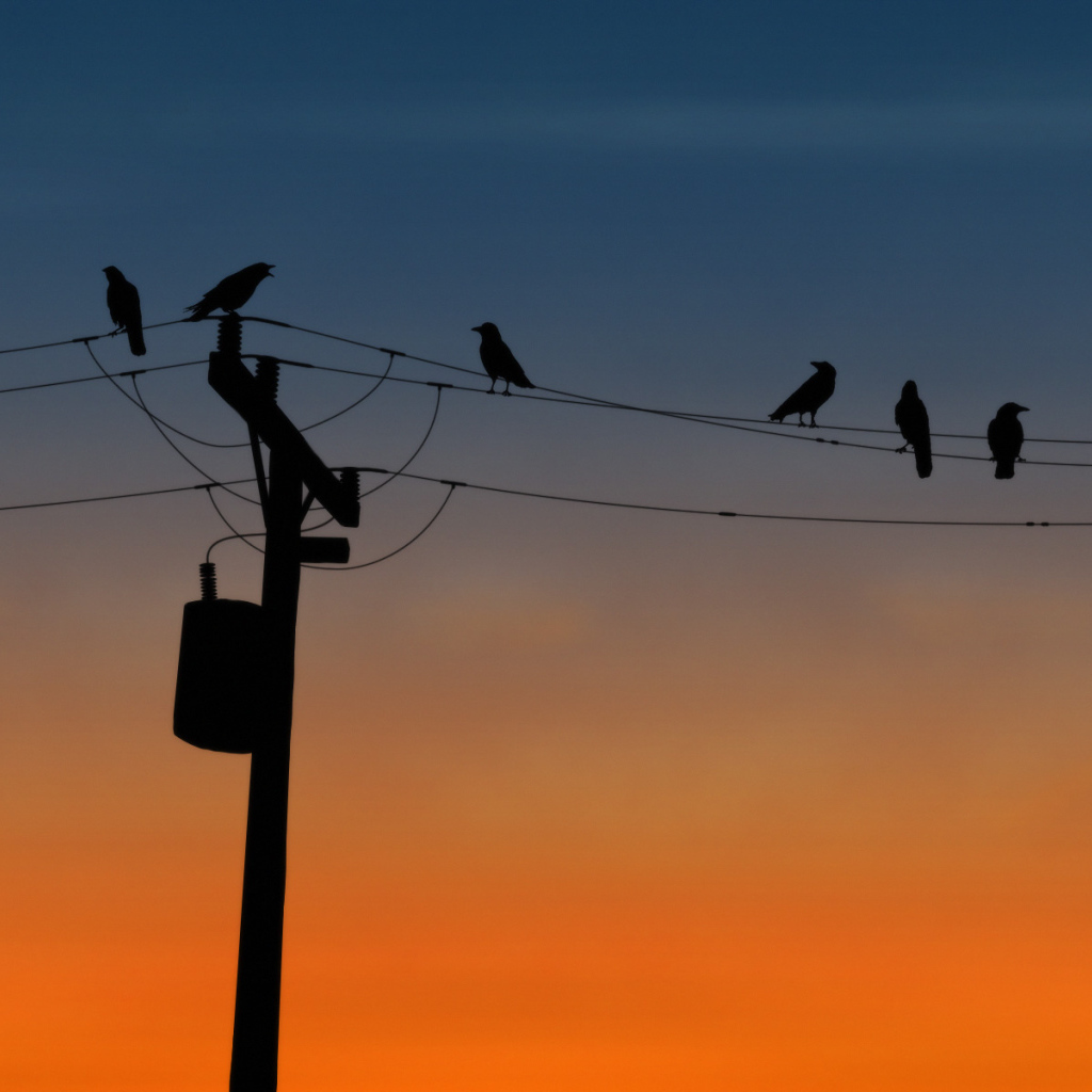 Вороны на проводах