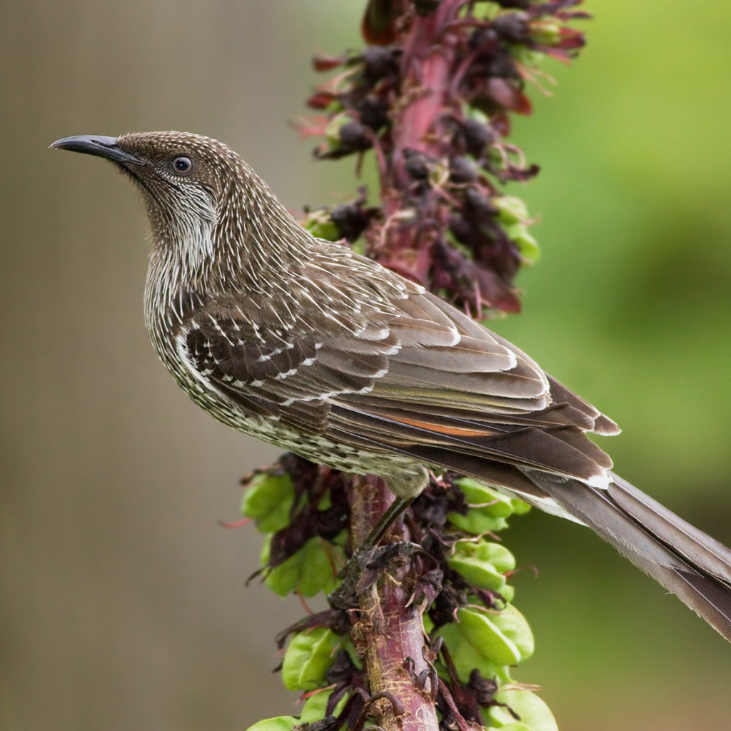 Кукушка на ветке