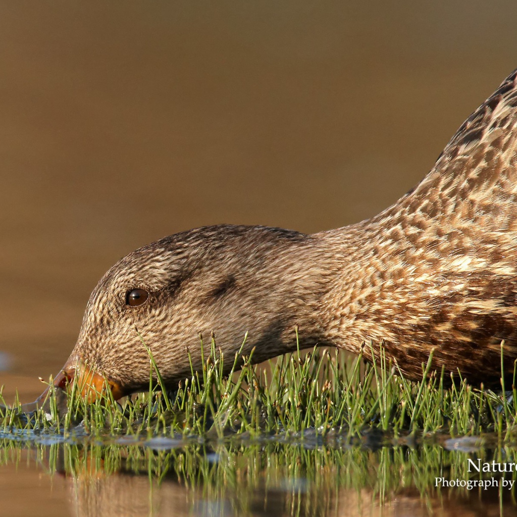 Утка пьет воду