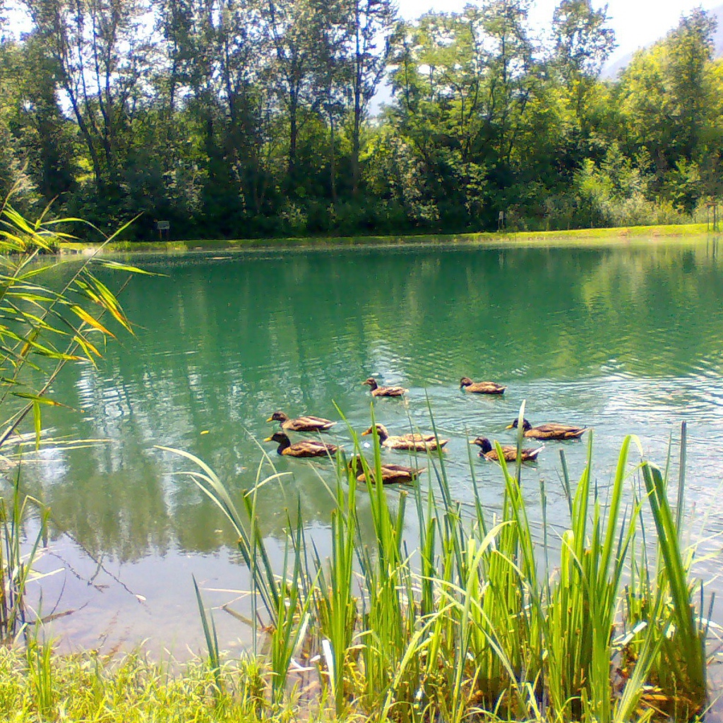Утки плавают по озеру
