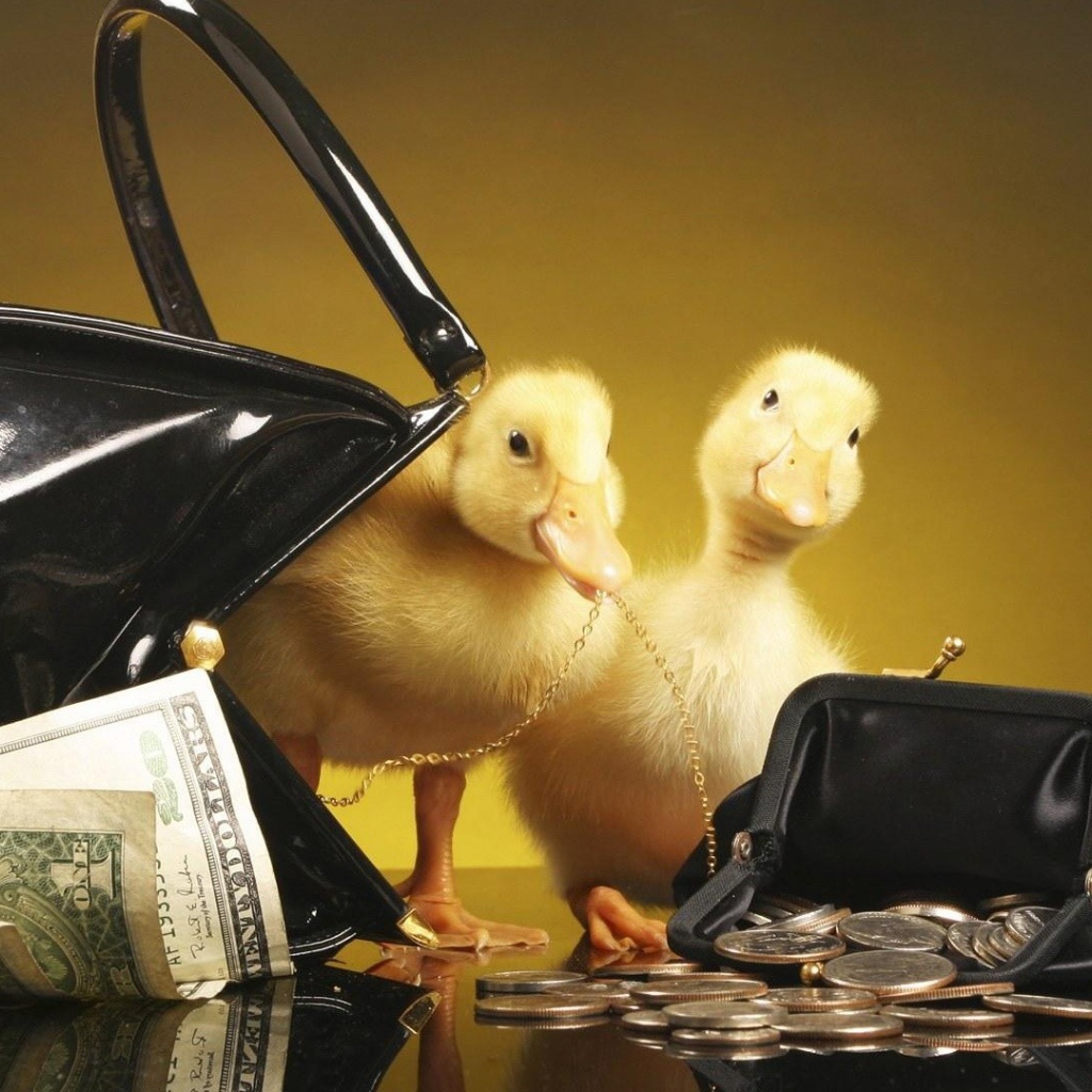 Утята у кошельков с деньгами