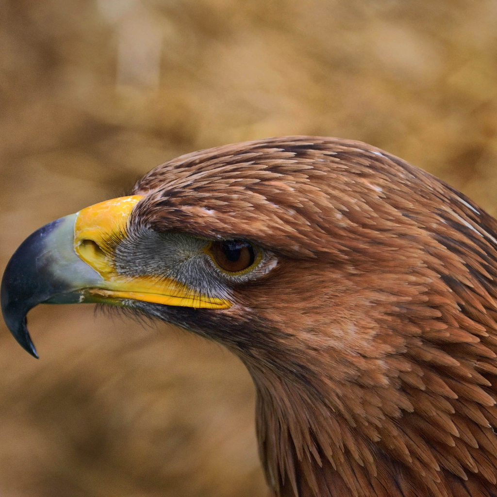 Орел с желтым клювом