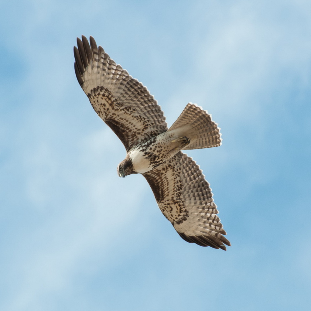 Сокол в полете