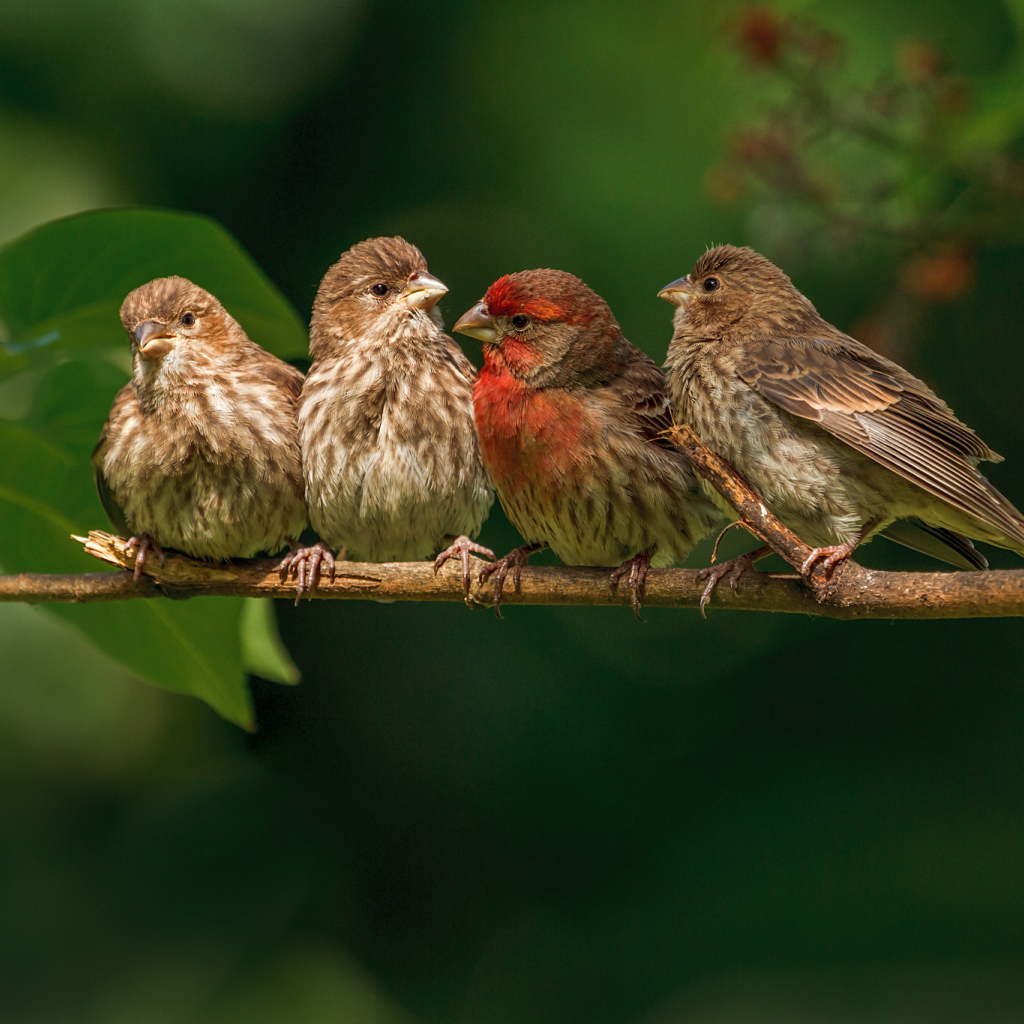 Семья зябликов на ветке