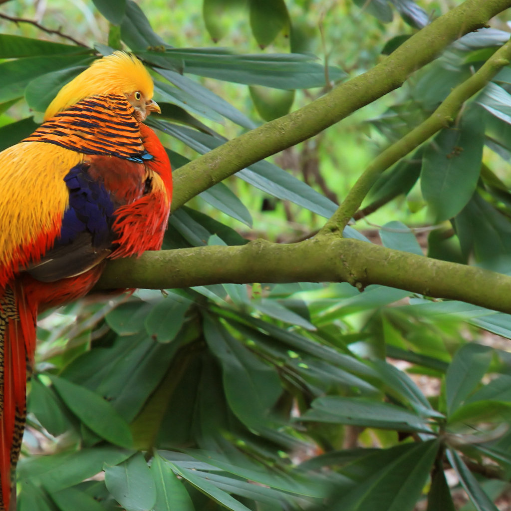 Золотой фазан на ветке