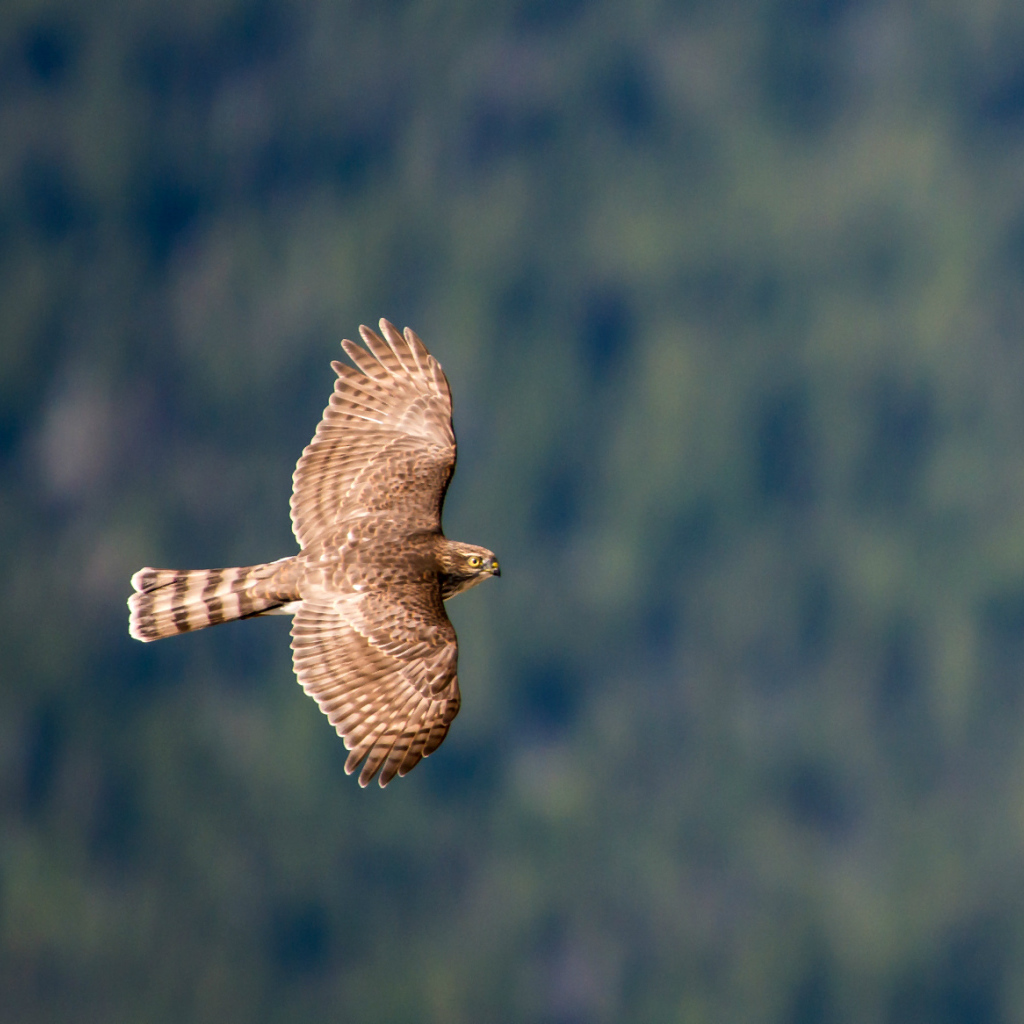 Ястреб в полете