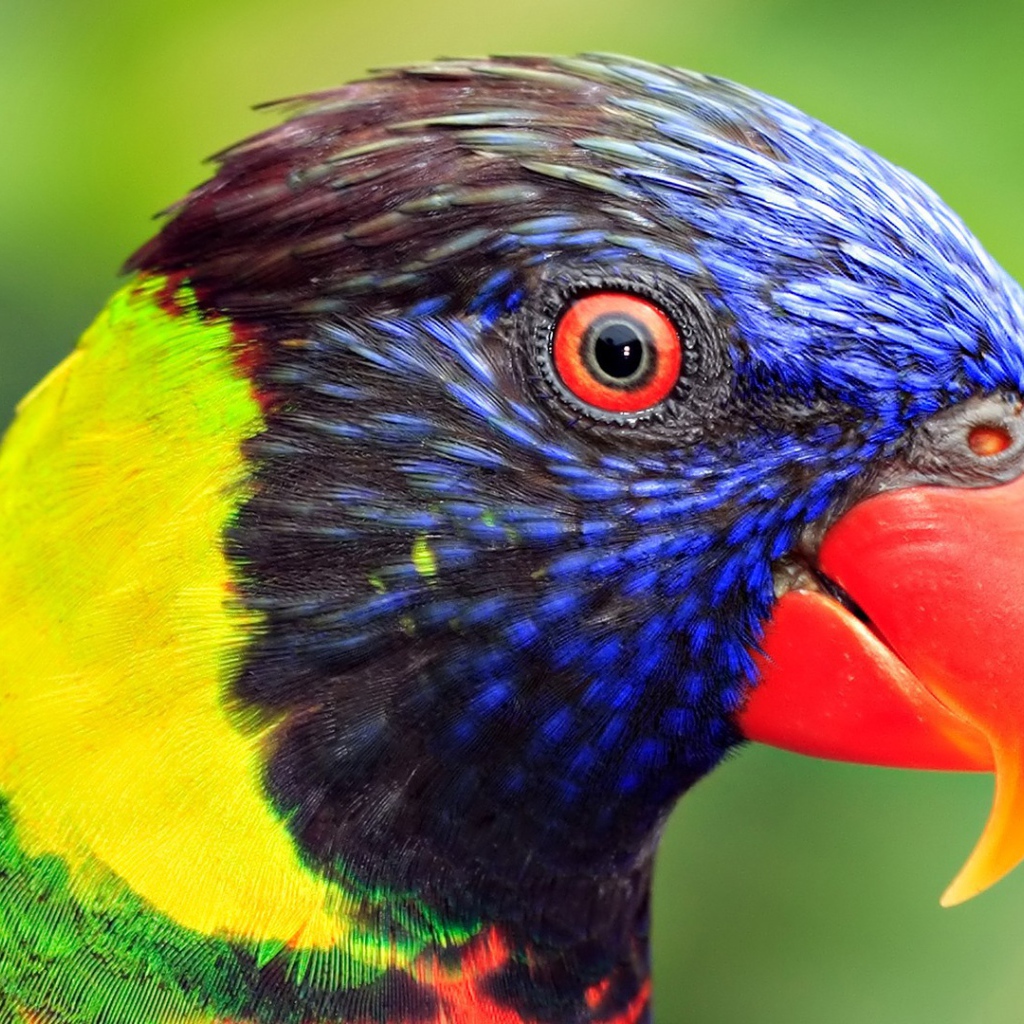 Голова попугая