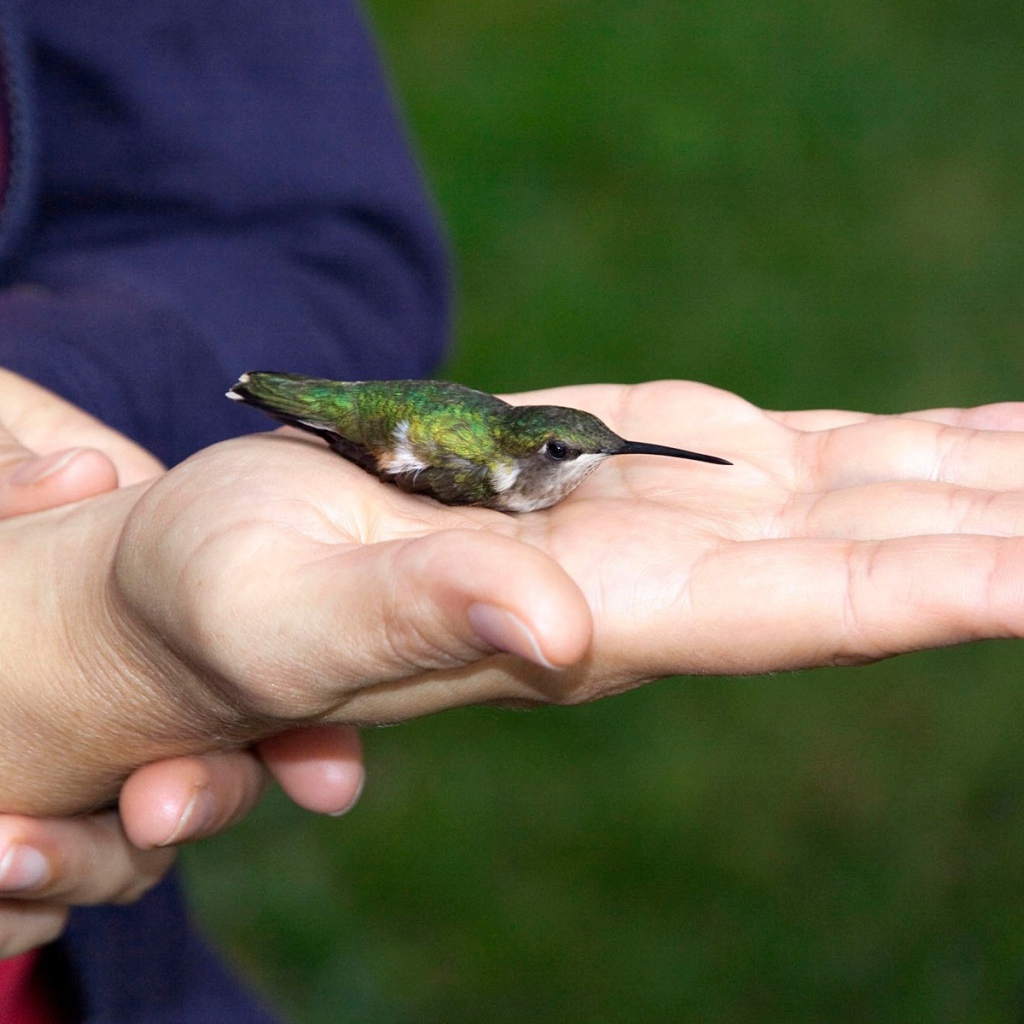 Колибри на ладони