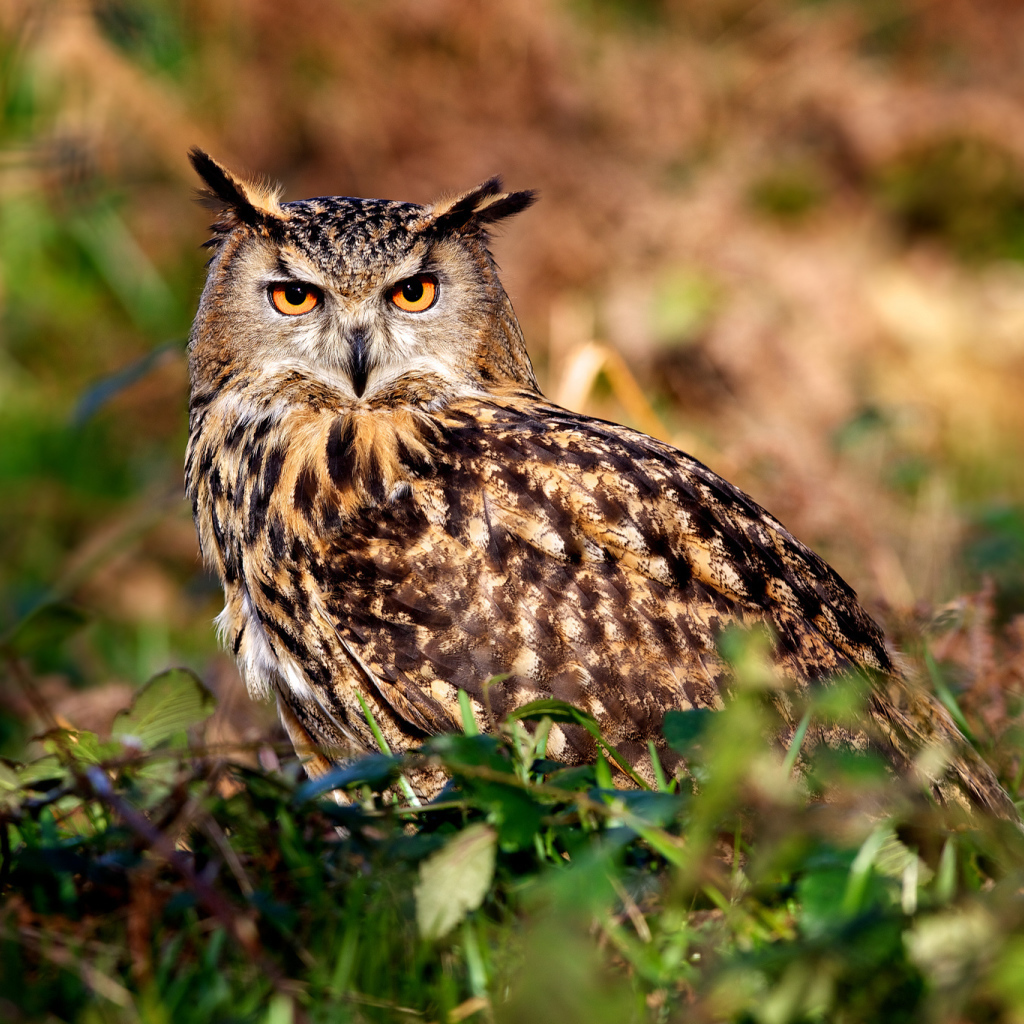 Ушастая сова