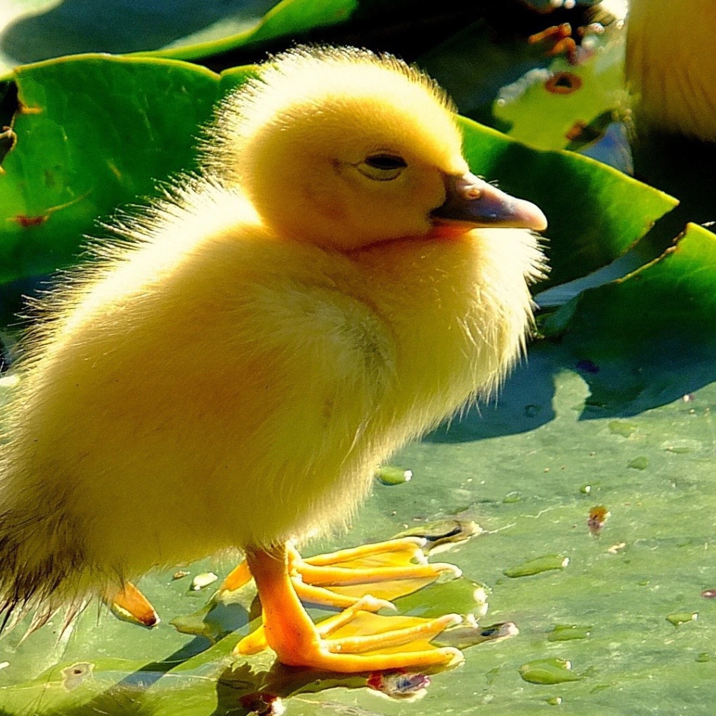 Птенец на листе лилии