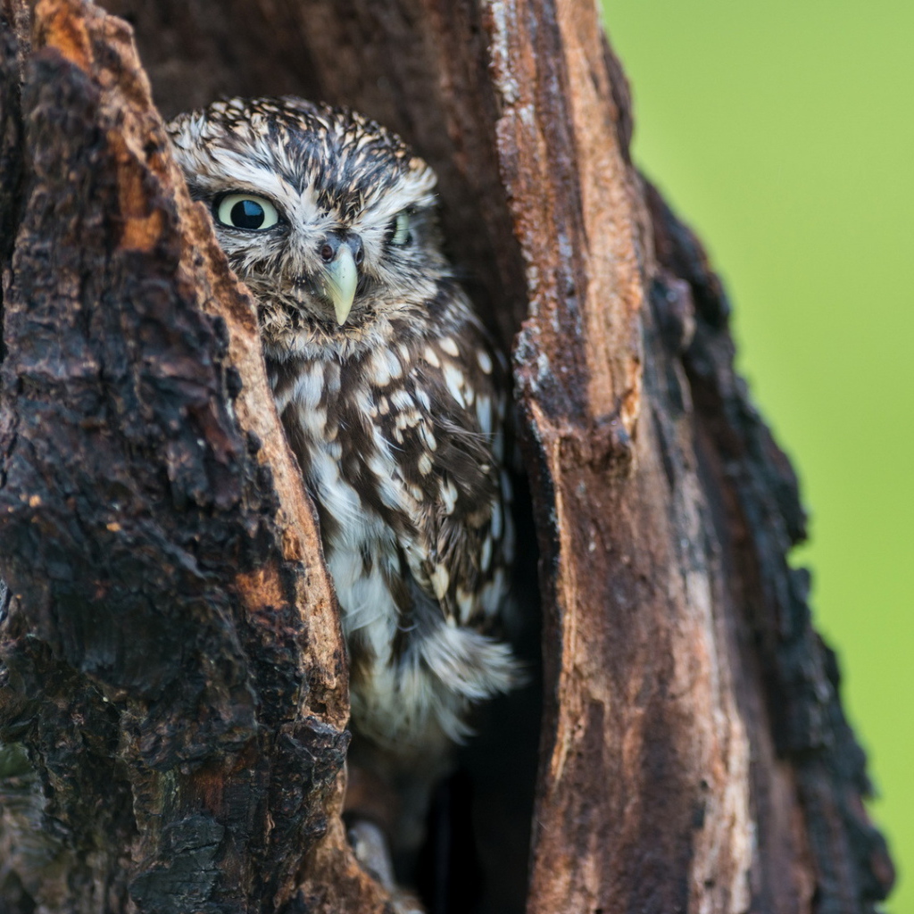 Сова в дупле