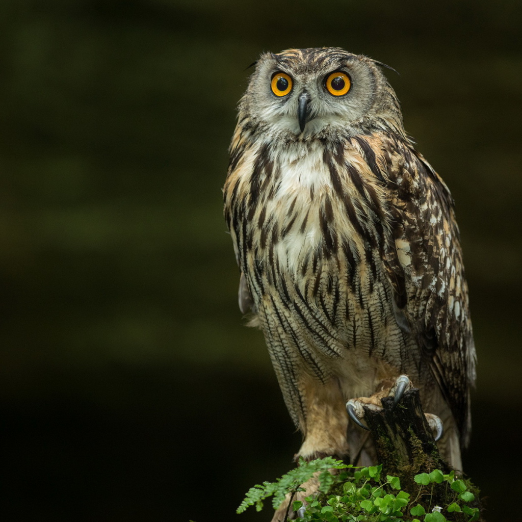 Сова на черном фоне