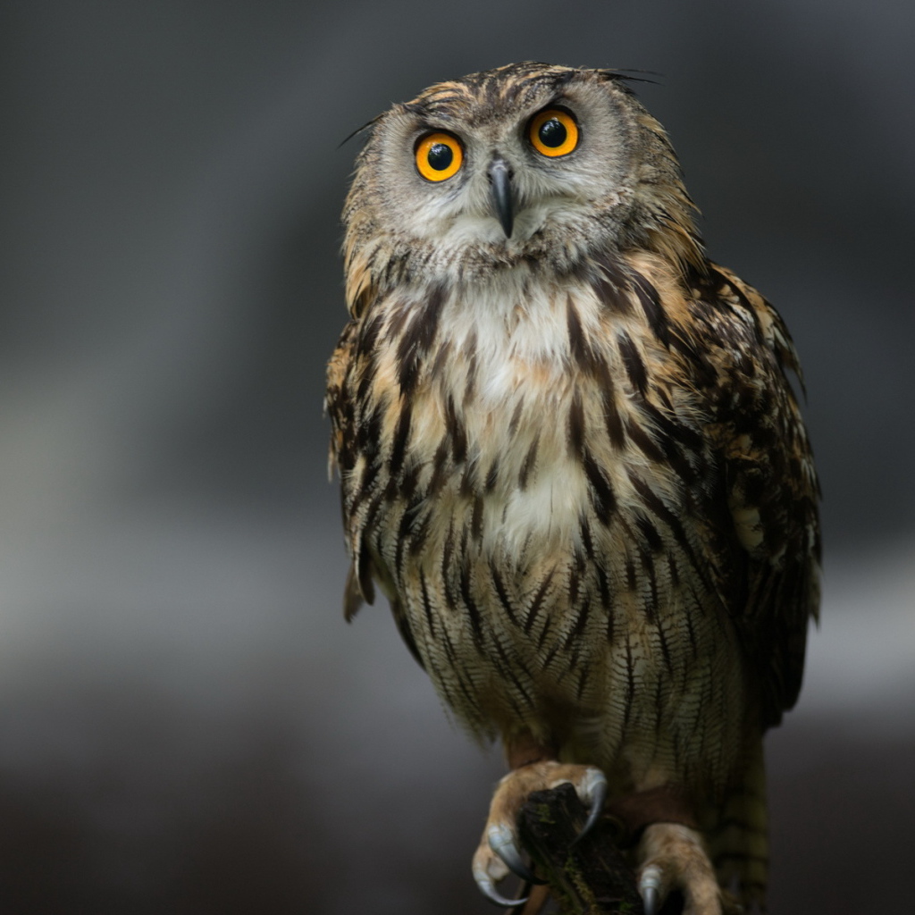 Сова на сером фоне