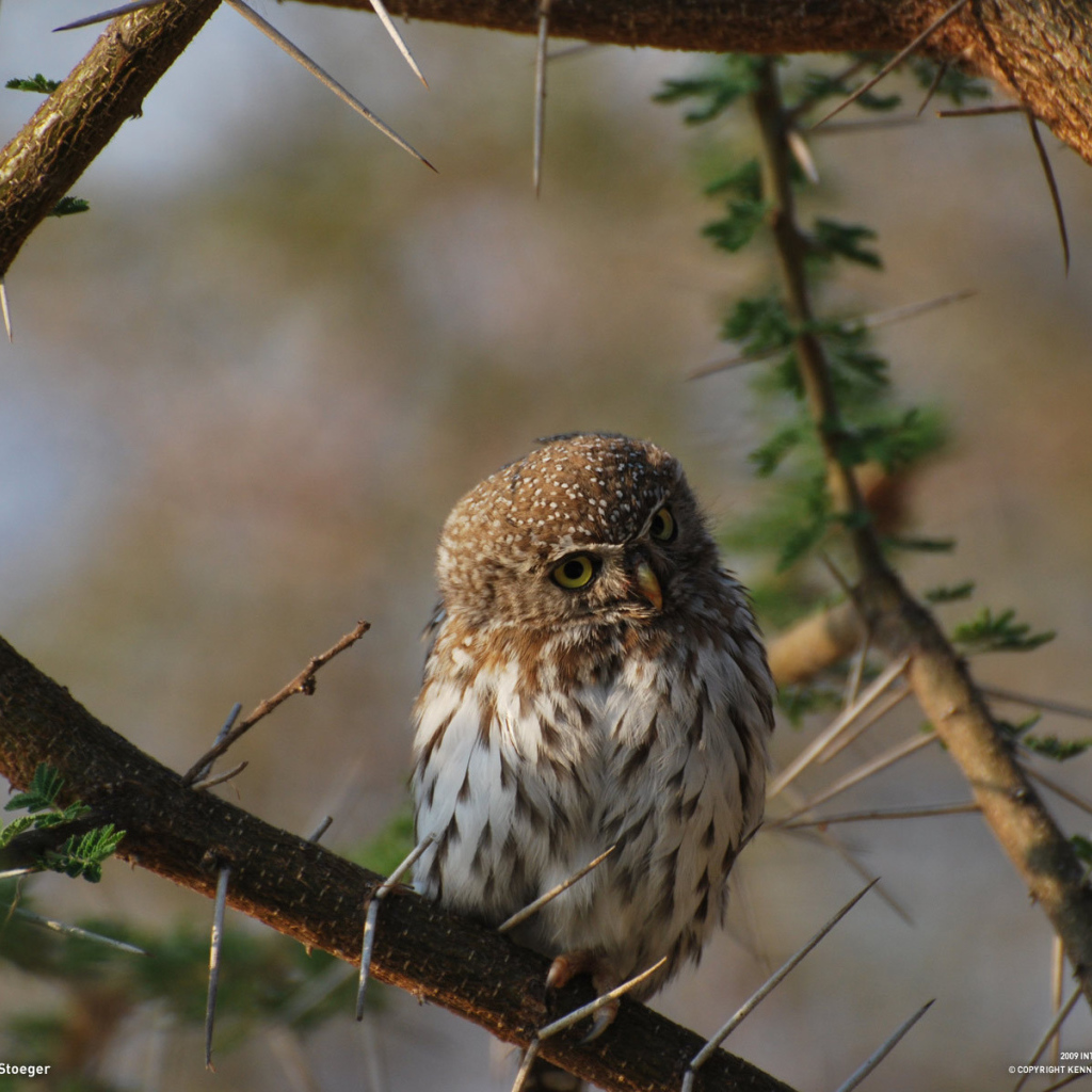 Сова на колючем дереве