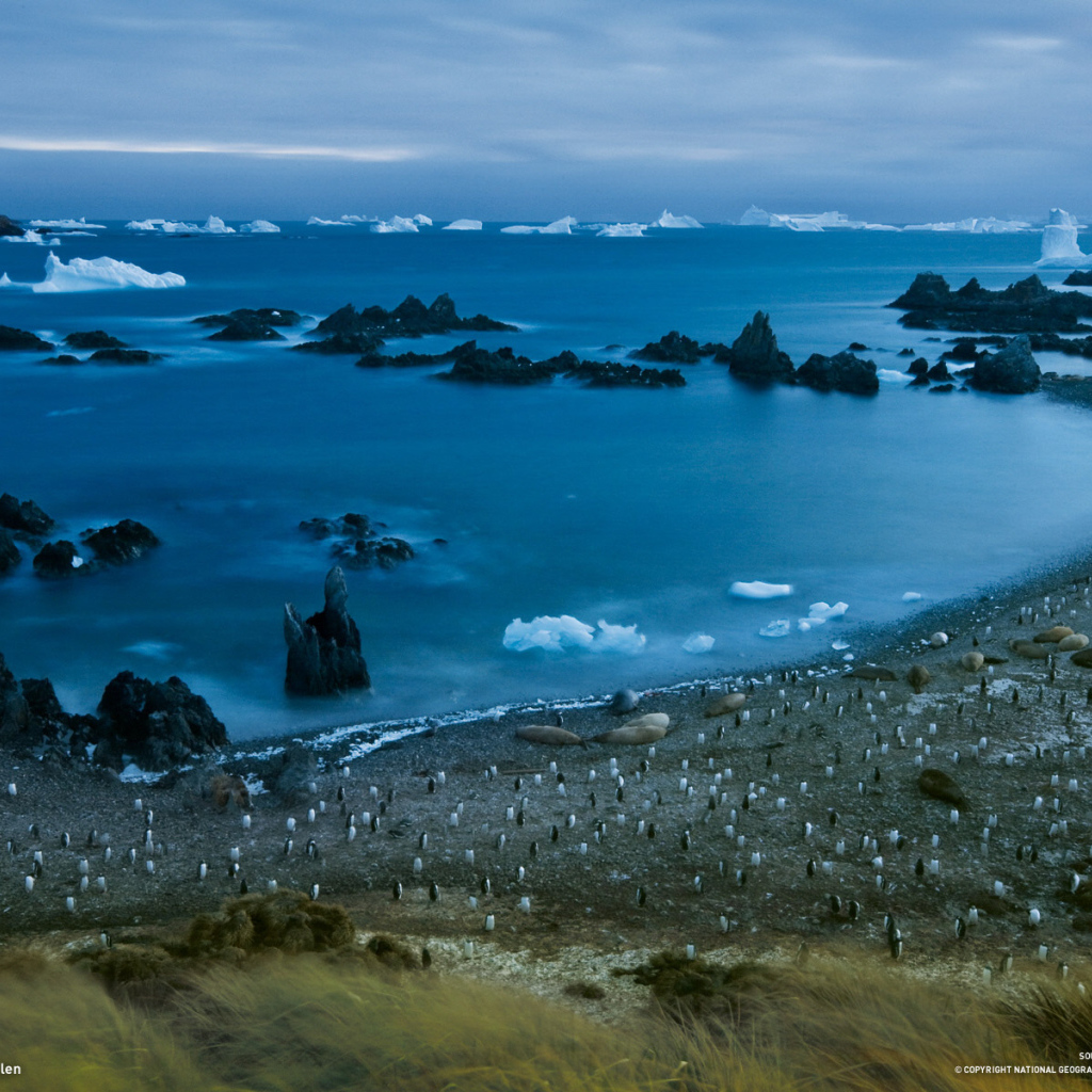 Пингвины на берегу моря