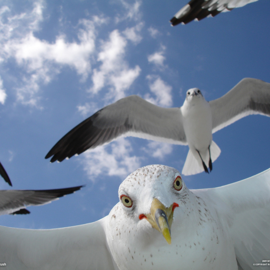 Портрет чайки в полете