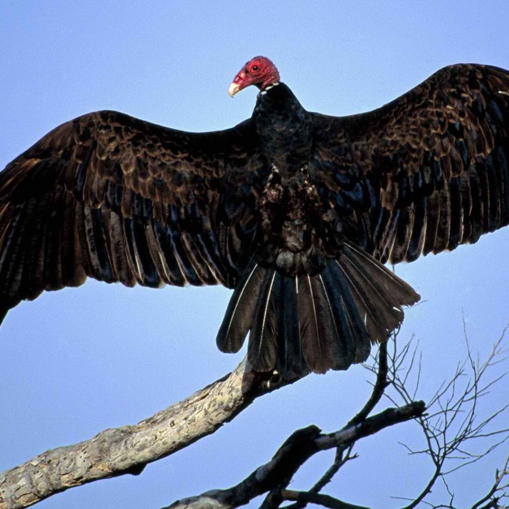 Птица из Турции