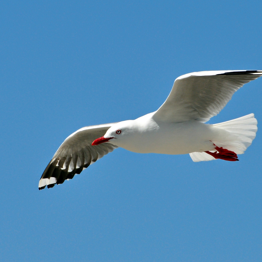 Чайка в полете