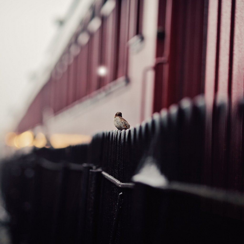 Воробей сидит на заборе