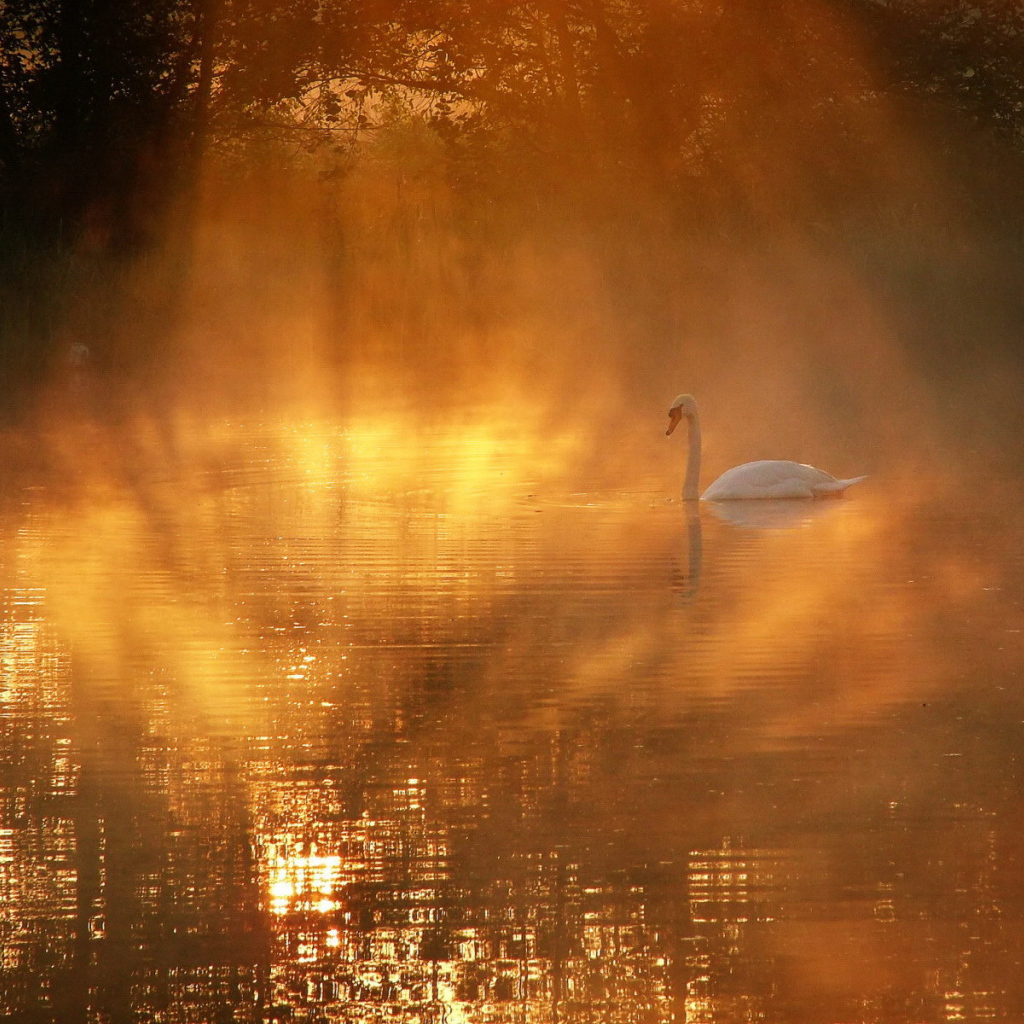 Лебедь в солнечных лучах