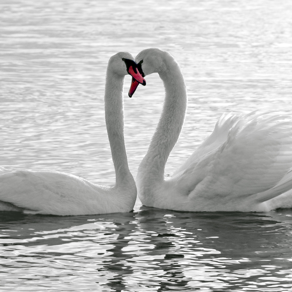Лебеди на воде