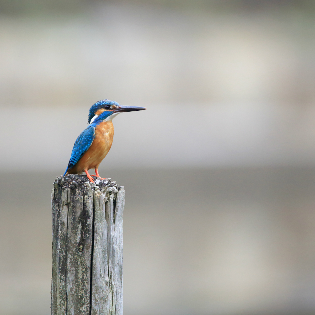 Птица зимородок