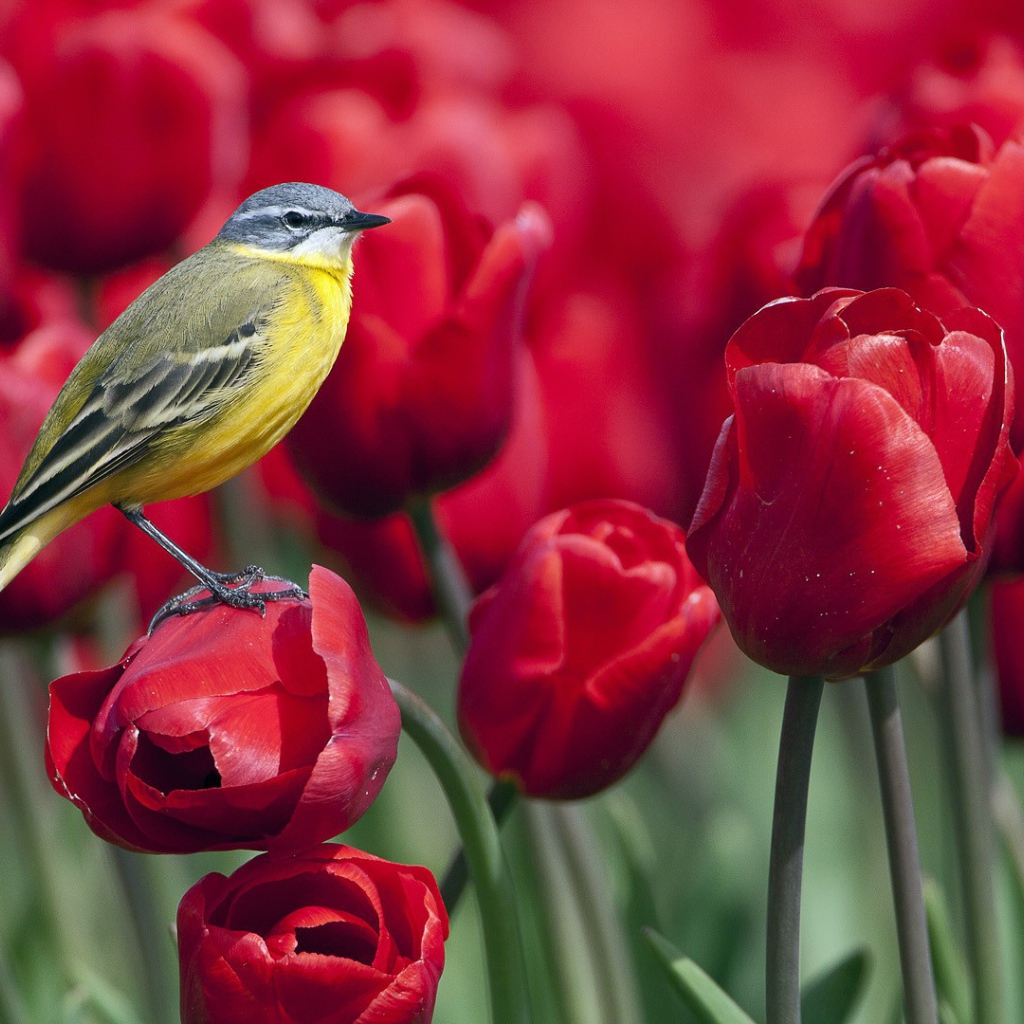 Синица сидит на тюльпане