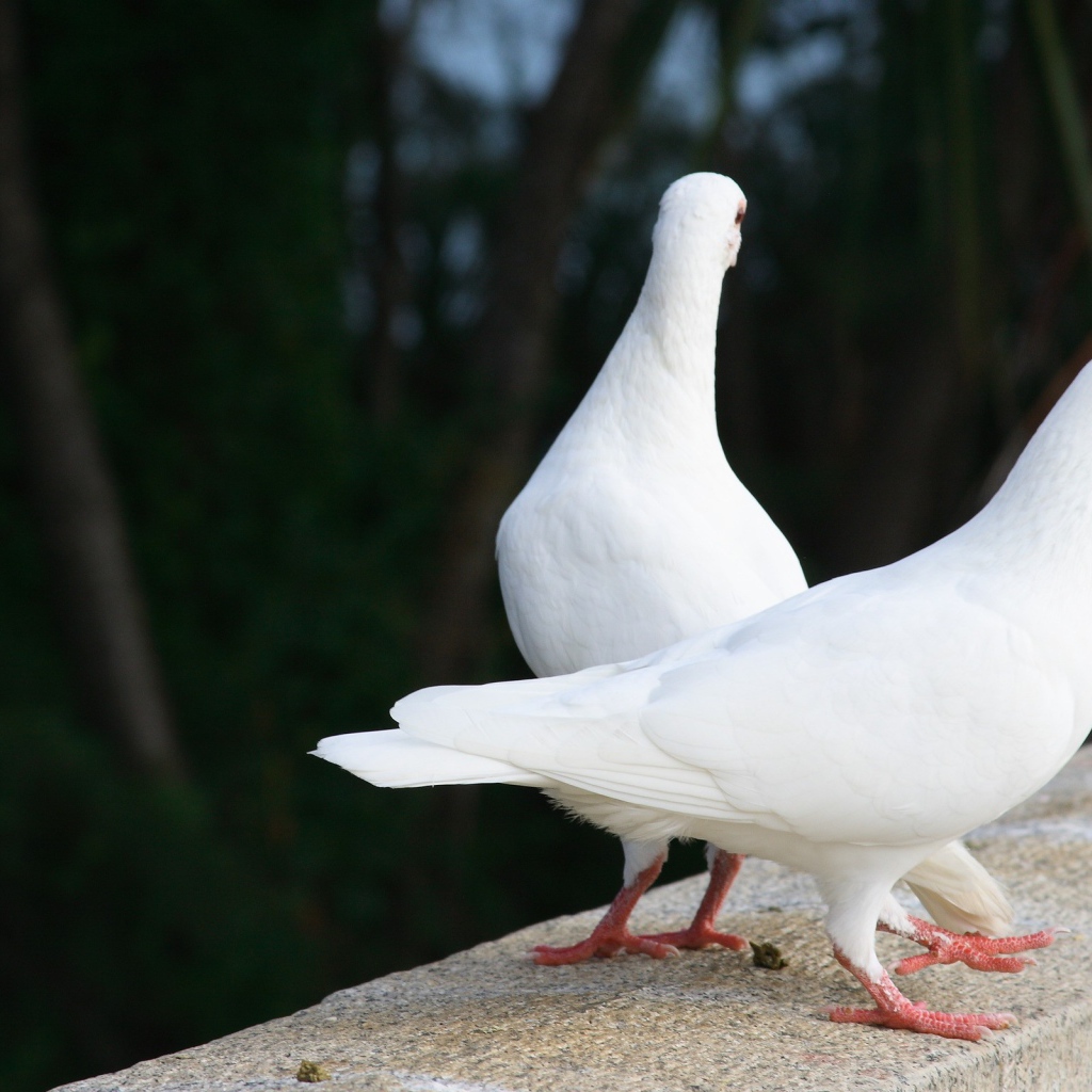 Два белых голубя на парапете
