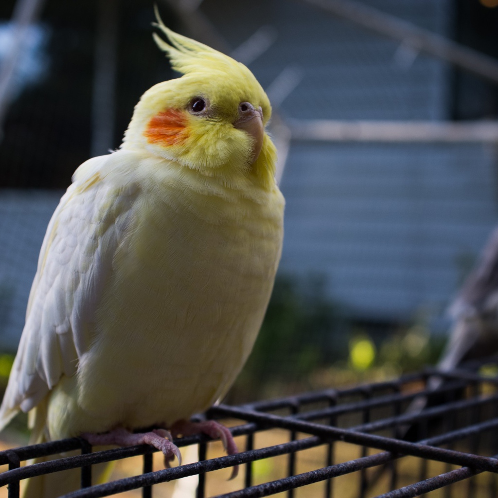 Бело желтый попугай