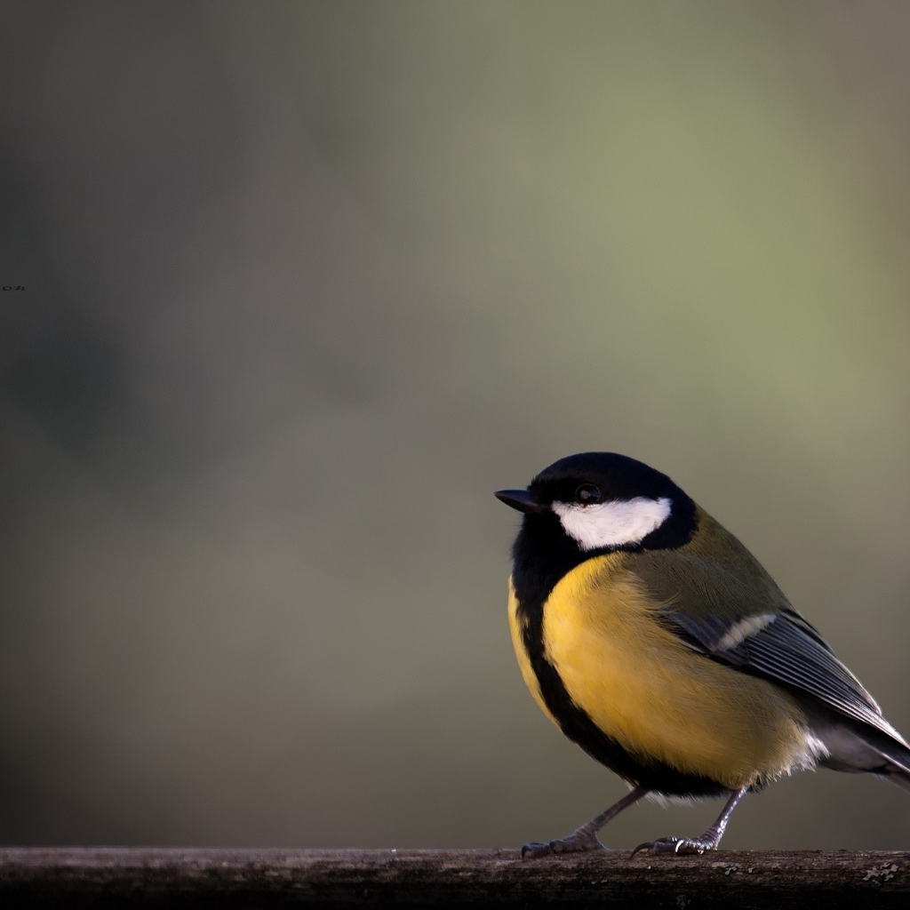 Желтая синица