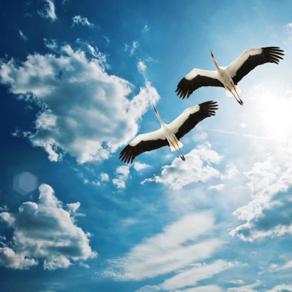 Аисты в полете