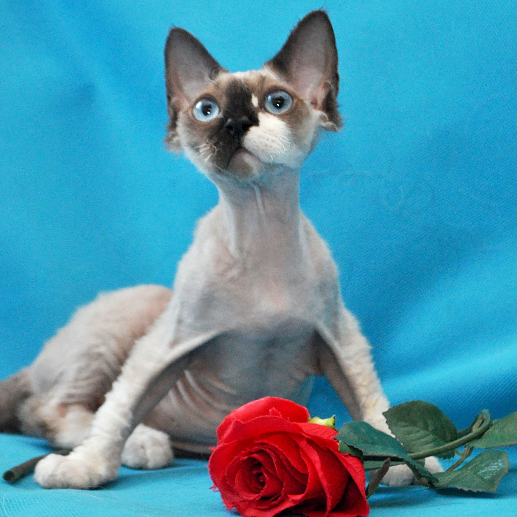 Роза для корниш рекс