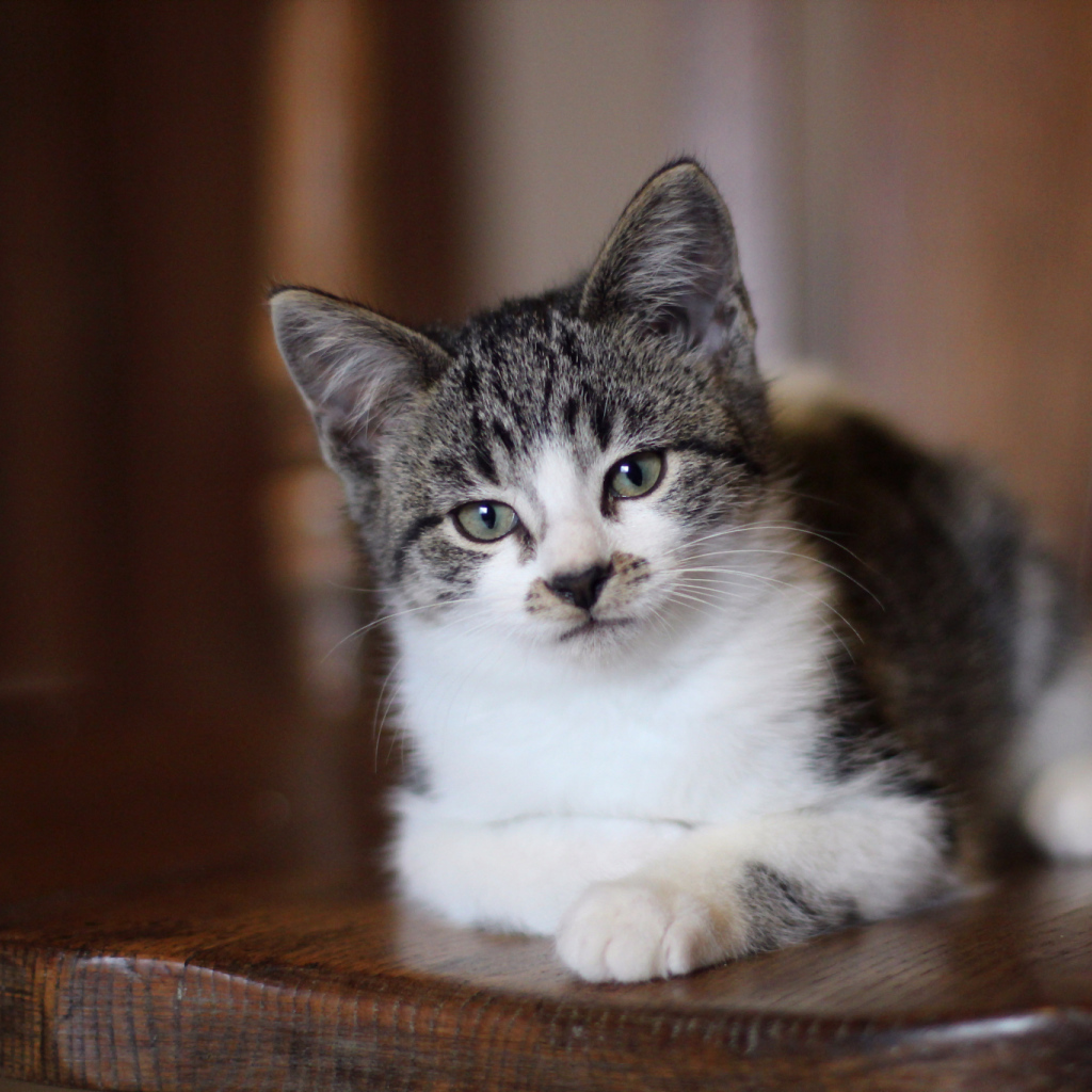 Внимательный взгляд серого кота