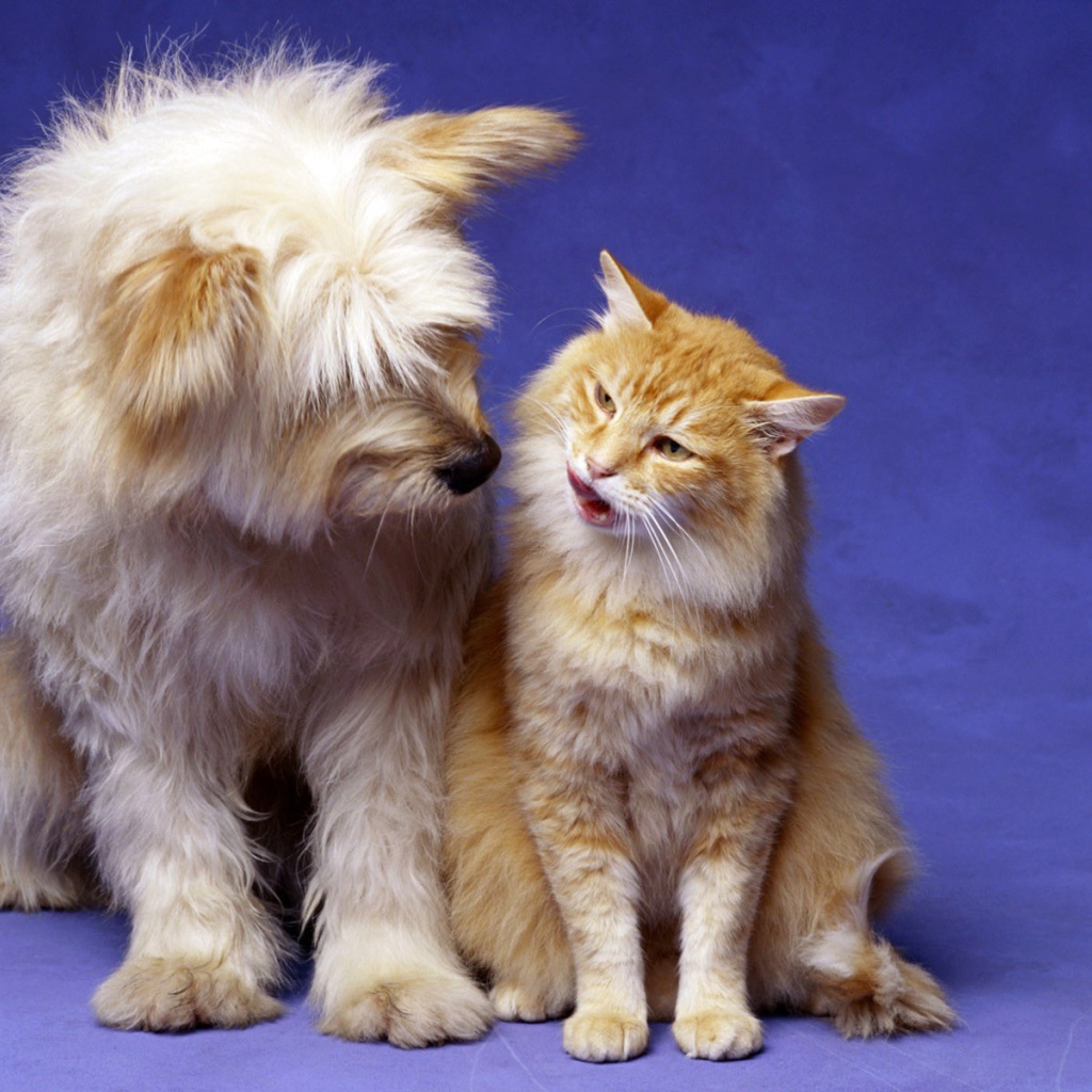 Кошка и собака лучшие друзья