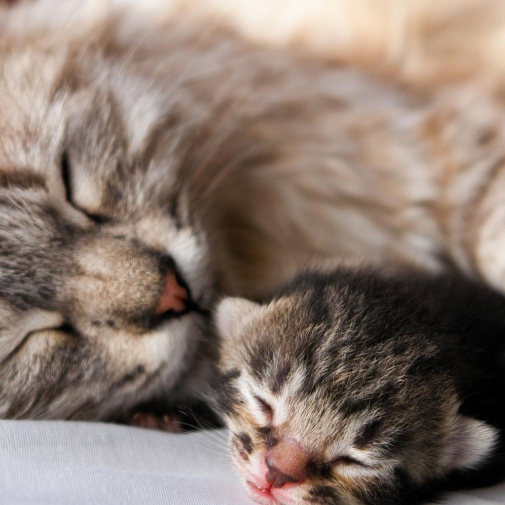 Кошка с котенком