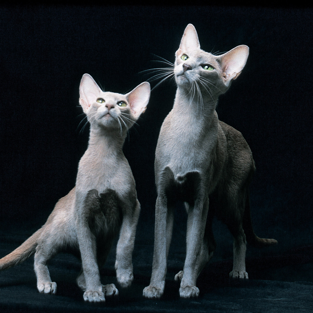 Пара ориентальных короткошерстных кошек