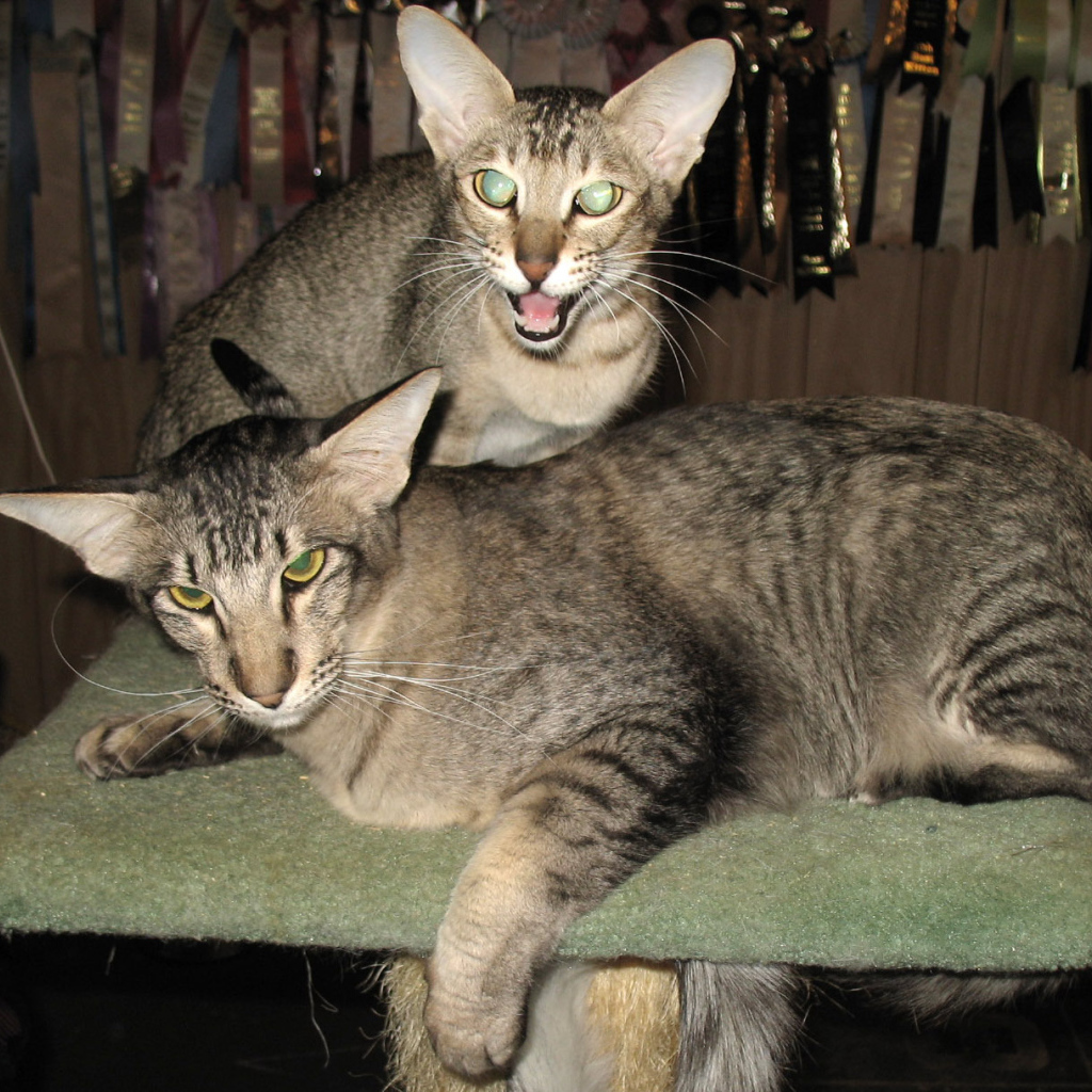 Пара ориентальных длинношерстных кошек