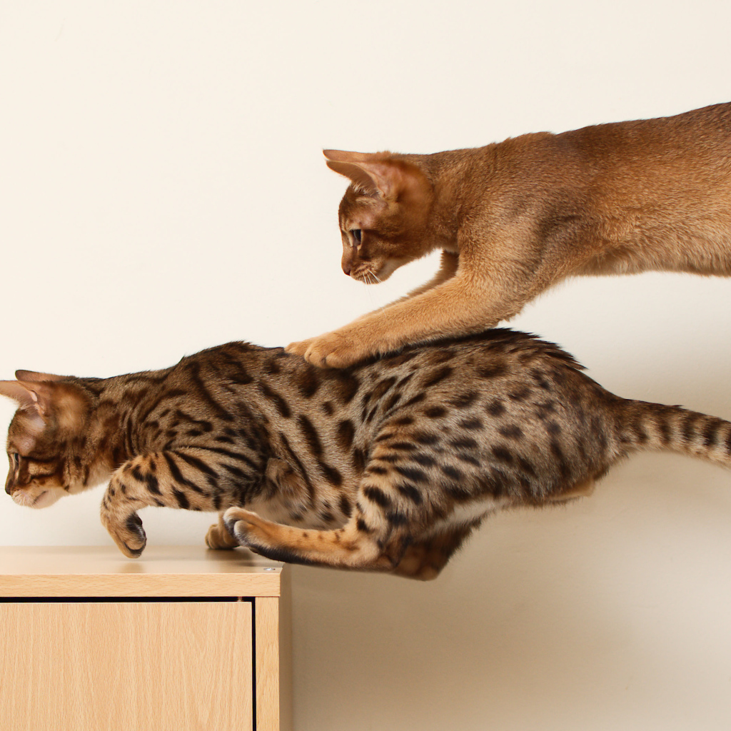 Абиссинская кошка играет с бенгальской