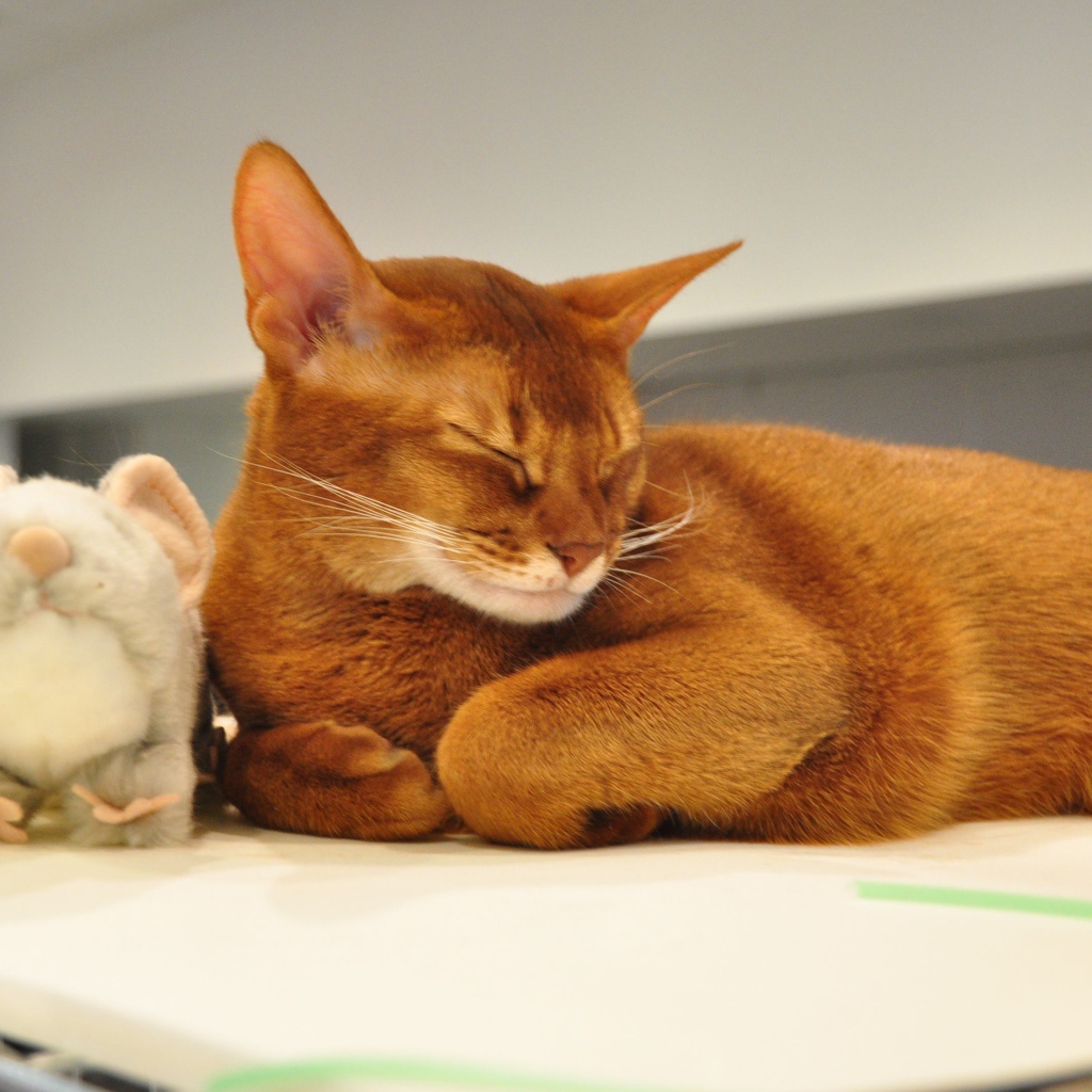 Абиссинская кошка с игрушкой