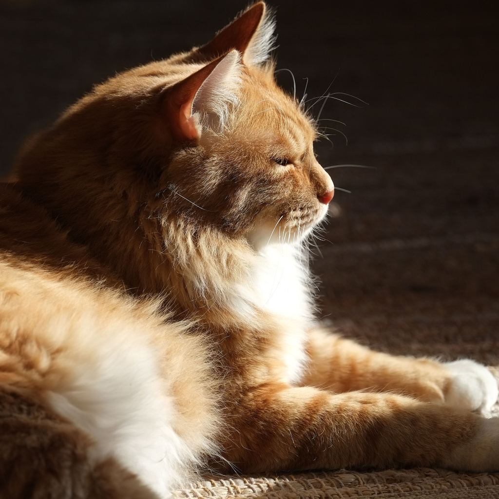 Взрослый курильский бобтейл