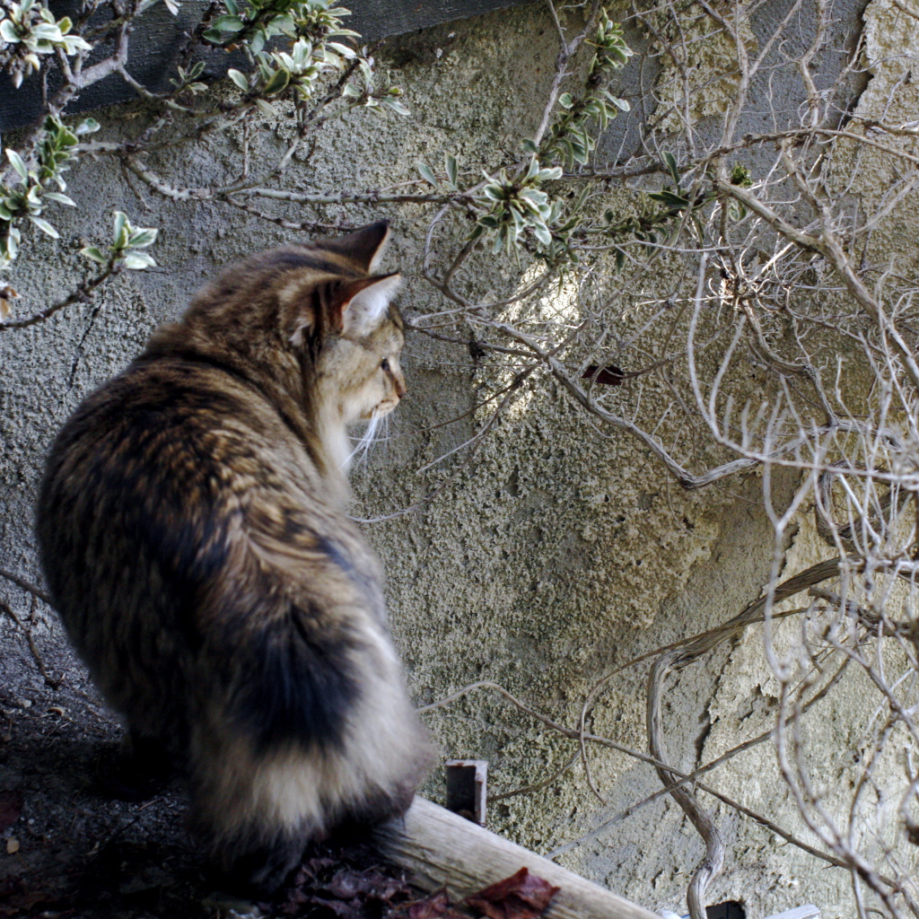 Американский бобтейл на природе