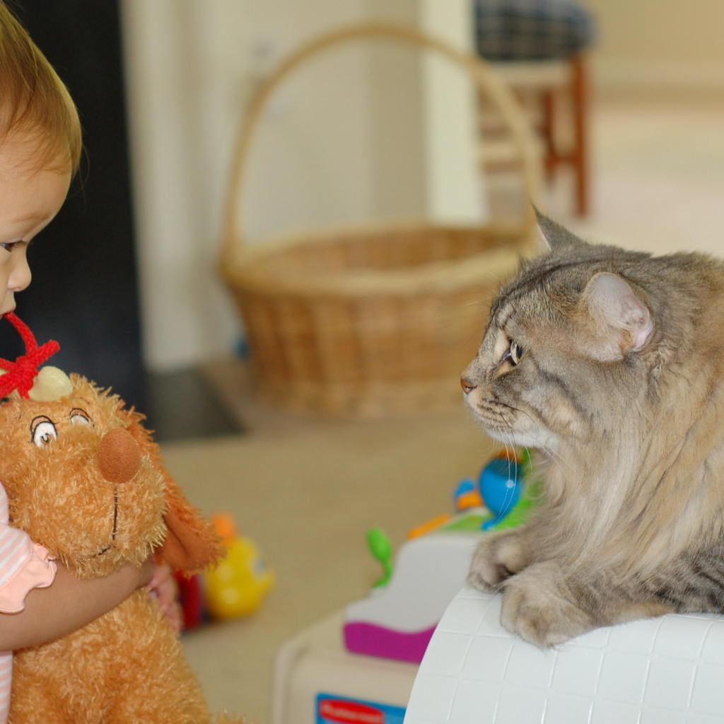 Американский бобтейл и ребенок