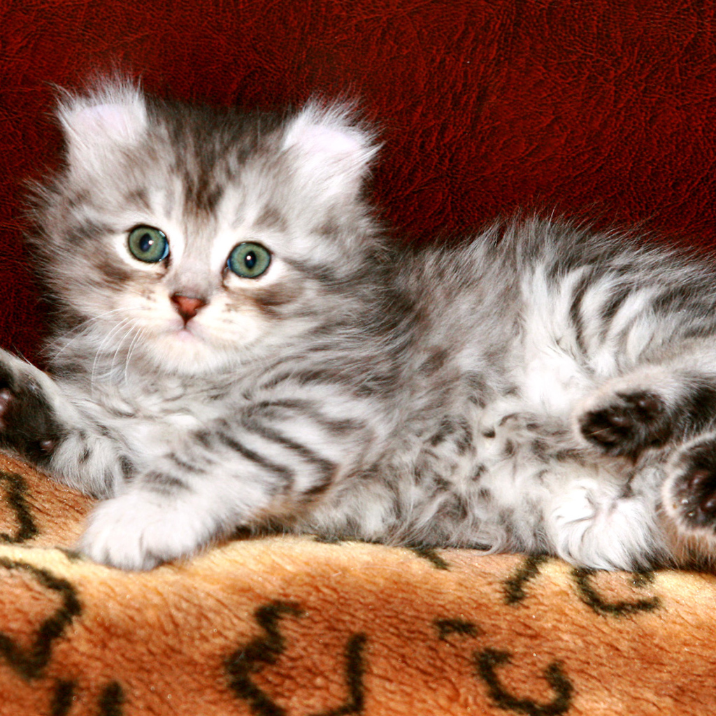 Котенок американский керл