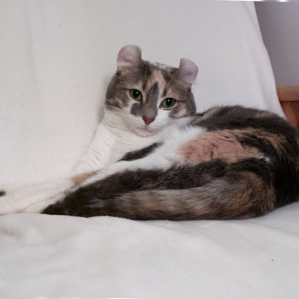 Кот американский керл на кресле