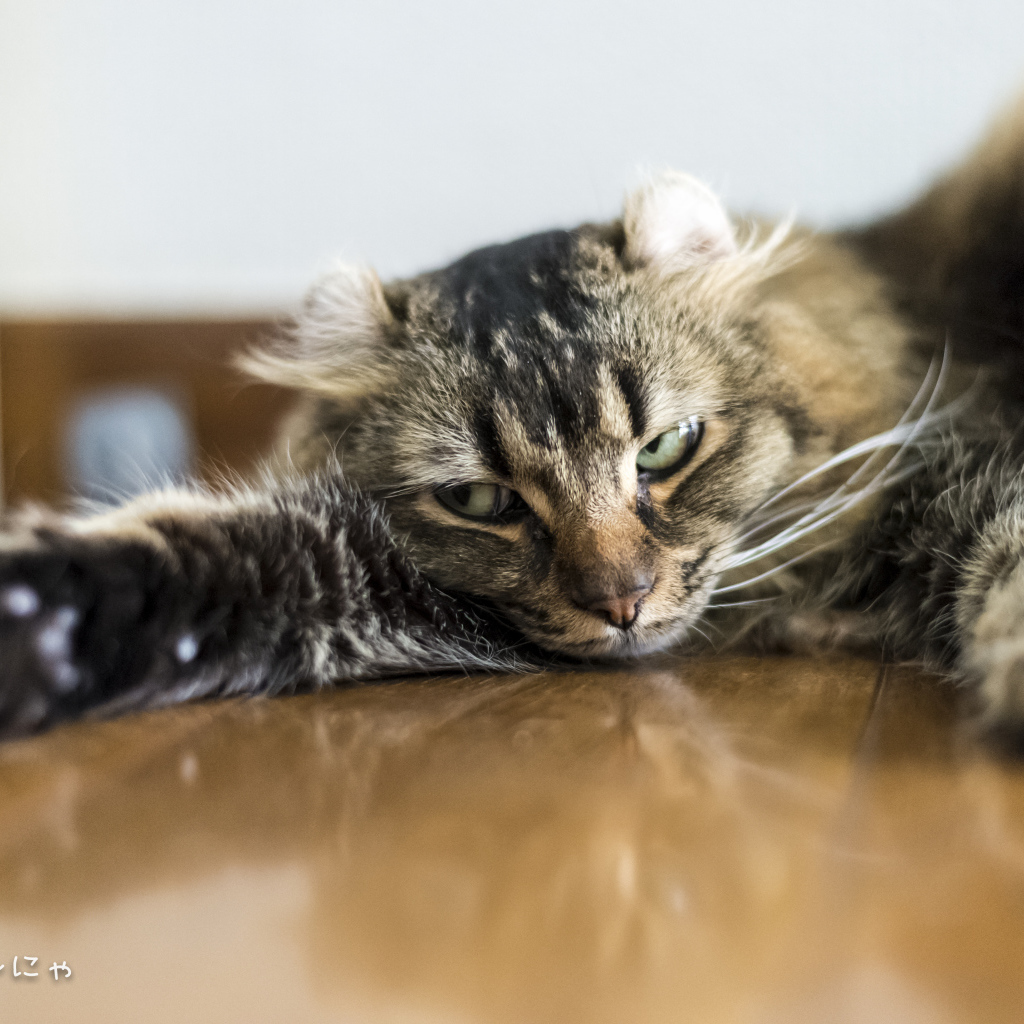 Американский керл на полу