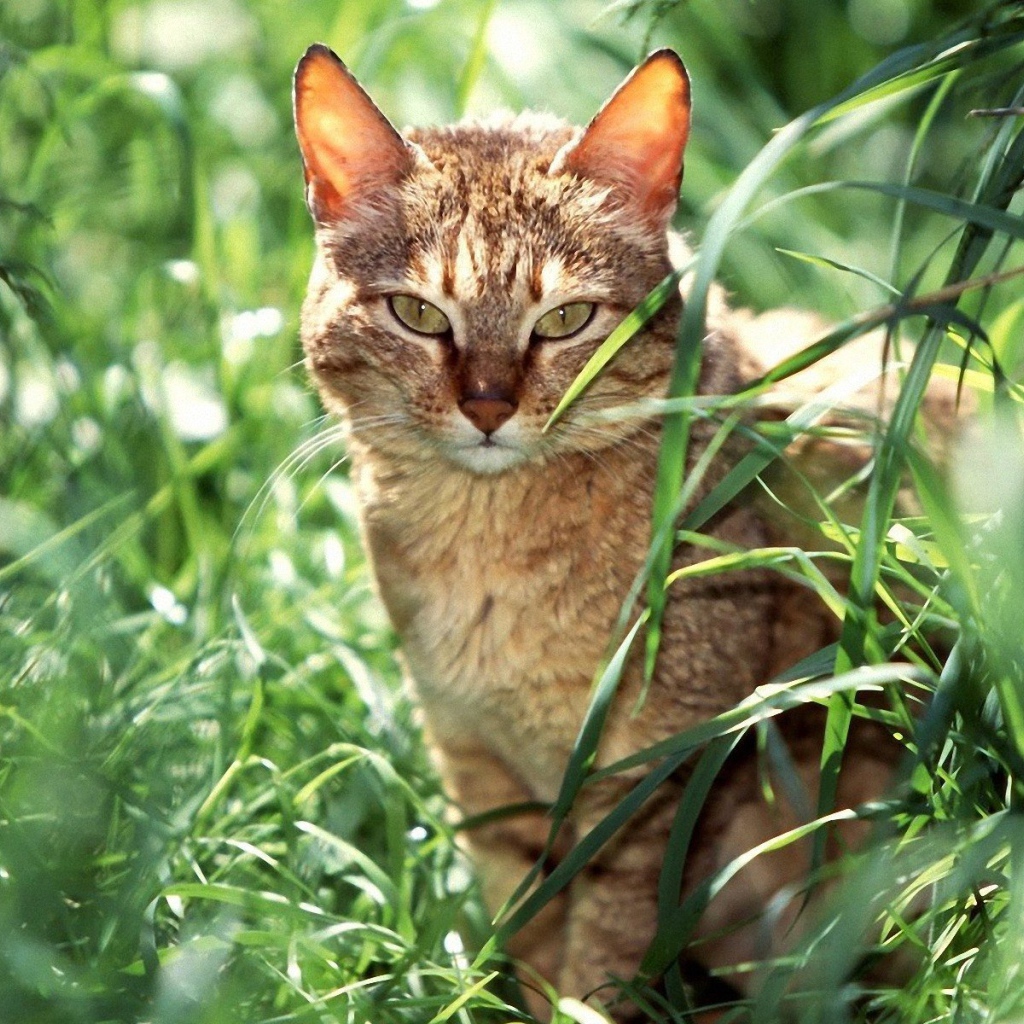 Американская короткошерстная кошка в траве