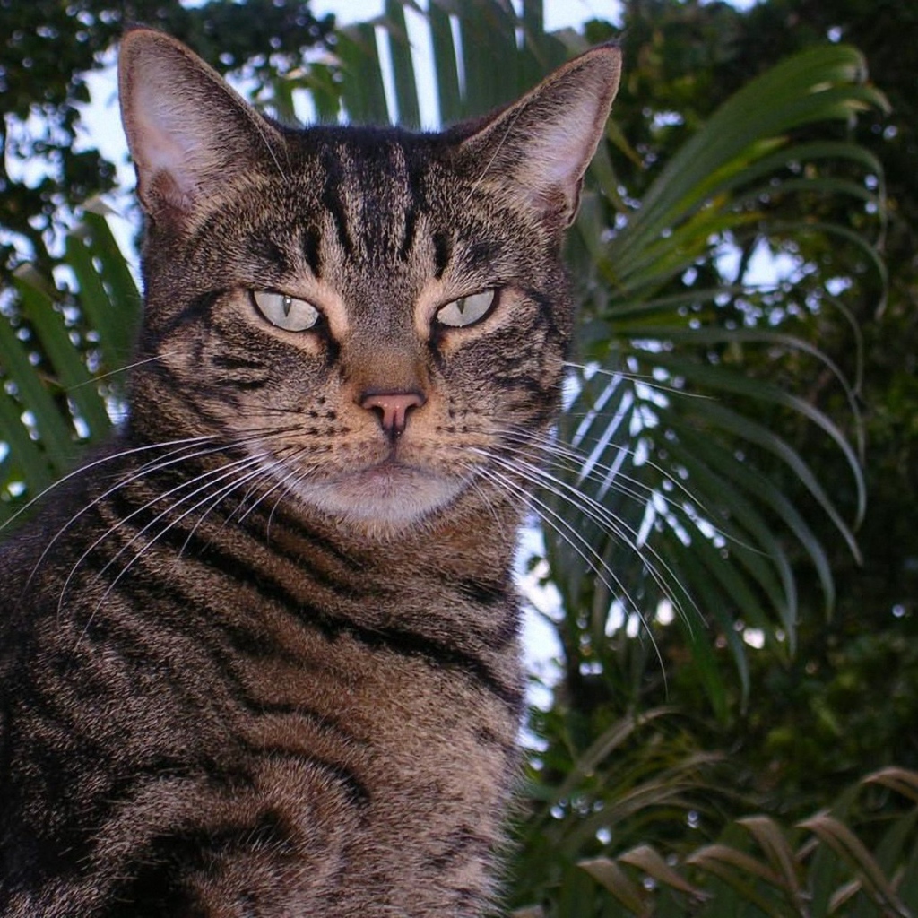 Американская короткошерстная кошка в саду