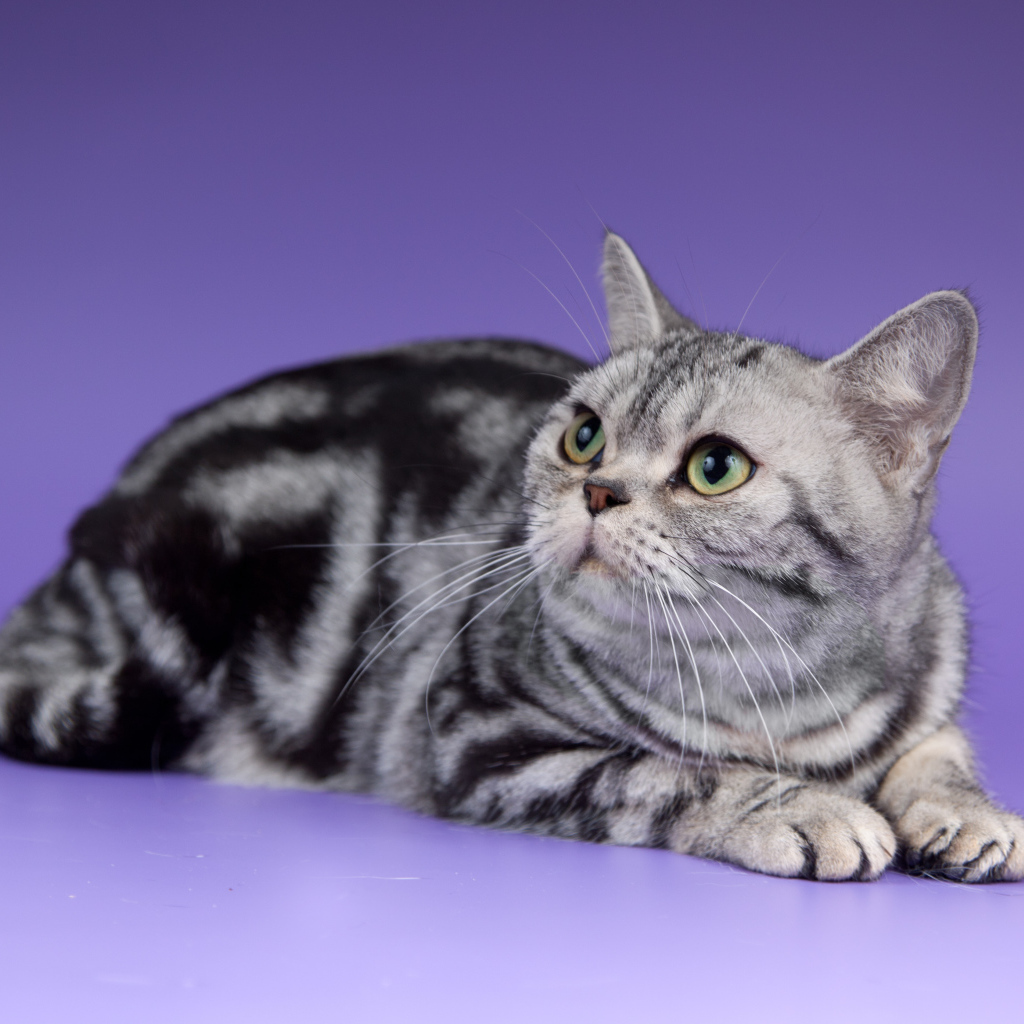 Американская короткошерстная кошка смотрит вверх