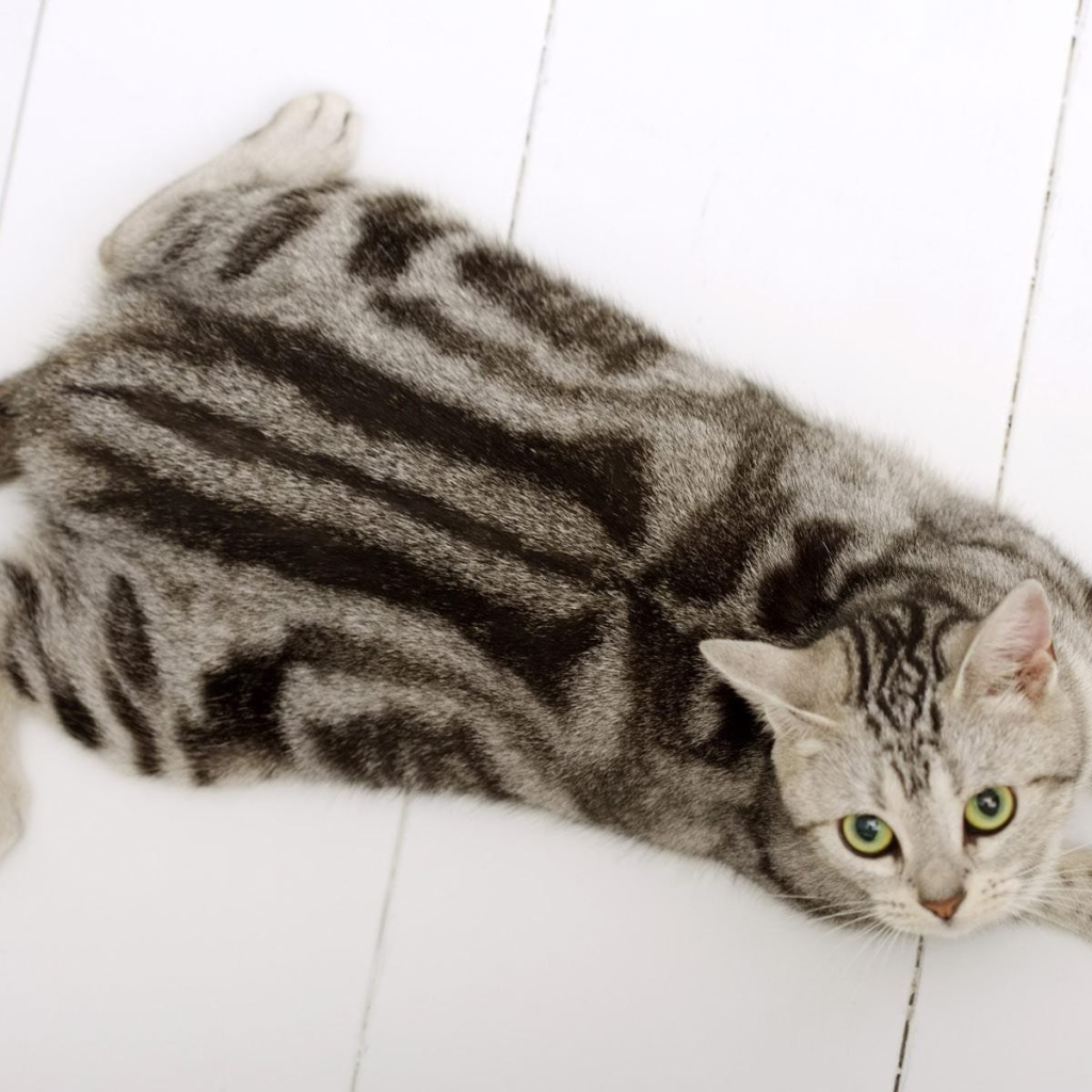 Американская короткошерстная кошка на полу